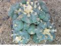 Lophophora williamsii v Huizache 32.jpg