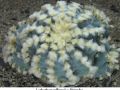 Lophophora williamsii v Huizache 33.jpg
