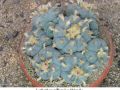 Lophophora williamsii v Huizache 34.jpg