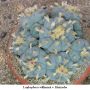 Lophophora williamsii v Huizache 34.jpg