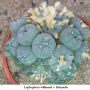Lophophora williamsii v Huizache 35.jpg