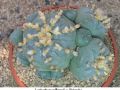 Lophophora williamsii v Huizache 36.jpg