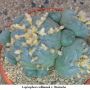 Lophophora williamsii v Huizache 36.jpg