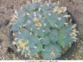 Lophophora williamsii v Huizache 38.jpg