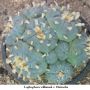 Lophophora williamsii v Huizache 38.jpg