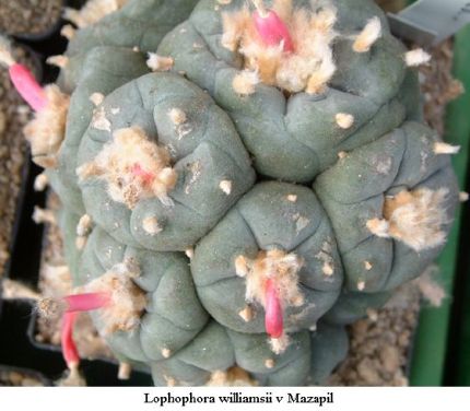 Lophophora williamsii v Mazapil 01.jpg