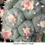 Lophophora williamsii v Mazapil 01.jpg
