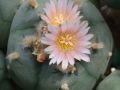 Lophophora williamsii v Mazapil 02.jpg