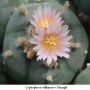 Lophophora williamsii v Mazapil 02.jpg