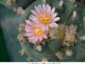 Lophophora williamsii v Mazapil 03.jpg