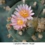 Lophophora williamsii v Mazapil 03.jpg