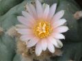 Lophophora williamsii v Mazapil 04.jpg