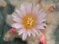 Lophophora williamsii v Mazapil 05.jpg