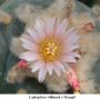Lophophora williamsii v Mazapil 05.jpg
