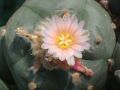 Lophophora williamsii v Mazapil 06.jpg