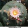 Lophophora williamsii v Mazapil 06.jpg