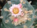 Lophophora williamsii v Mazapil 07.jpg