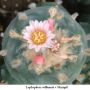 Lophophora williamsii v Mazapil 07.jpg