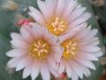 Lophophora williamsii v Mazapil 08.jpg