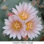 Lophophora williamsii v Mazapil 08.jpg