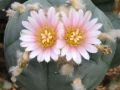 Lophophora williamsii v Mazapil 10.jpg