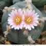 Lophophora williamsii v Mazapil 10.jpg