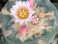Lophophora williamsii v Mazapil 11.jpg
