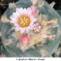 Lophophora williamsii v Mazapil 11.jpg