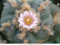 Lophophora williamsii v Tecolote 01.jpg