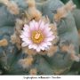 Lophophora williamsii v Tecolote 01.jpg