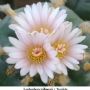 Lophophora williamsii v Tecolote 03.jpg