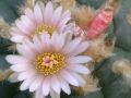 Lophophora williamsii v Tecolote 04.jpg