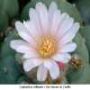 tn Lophophora williamsii v San Antonio de Castillo 01.JPG