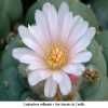 tn Lophophora williamsii v San Antonio de Castillo 01.JPG