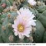 tn Lophophora williamsii v San Antonio de Castillo 02.JPG