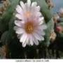 tn Lophophora williamsii v San Antonio de Castillo 05.JPG