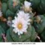 tn Lophophora williamsii v San Antonio de Castillo 06.JPG