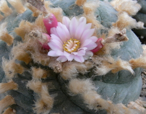 Lophophora williamsii, Sierra Paila – Bild 227