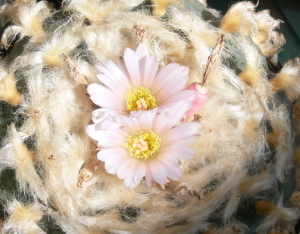 Lophophora williamsii var texana – Bild 228