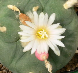 Lophophora diffusa - Bild 229