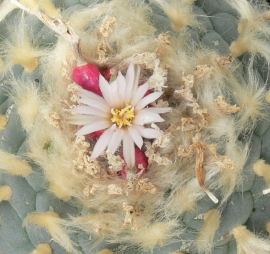 Lophophora frcii var. albiflora – Bild 230