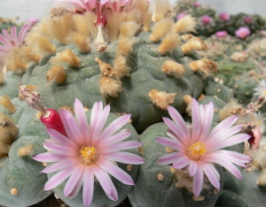 Lophophora fricii – Bild 231