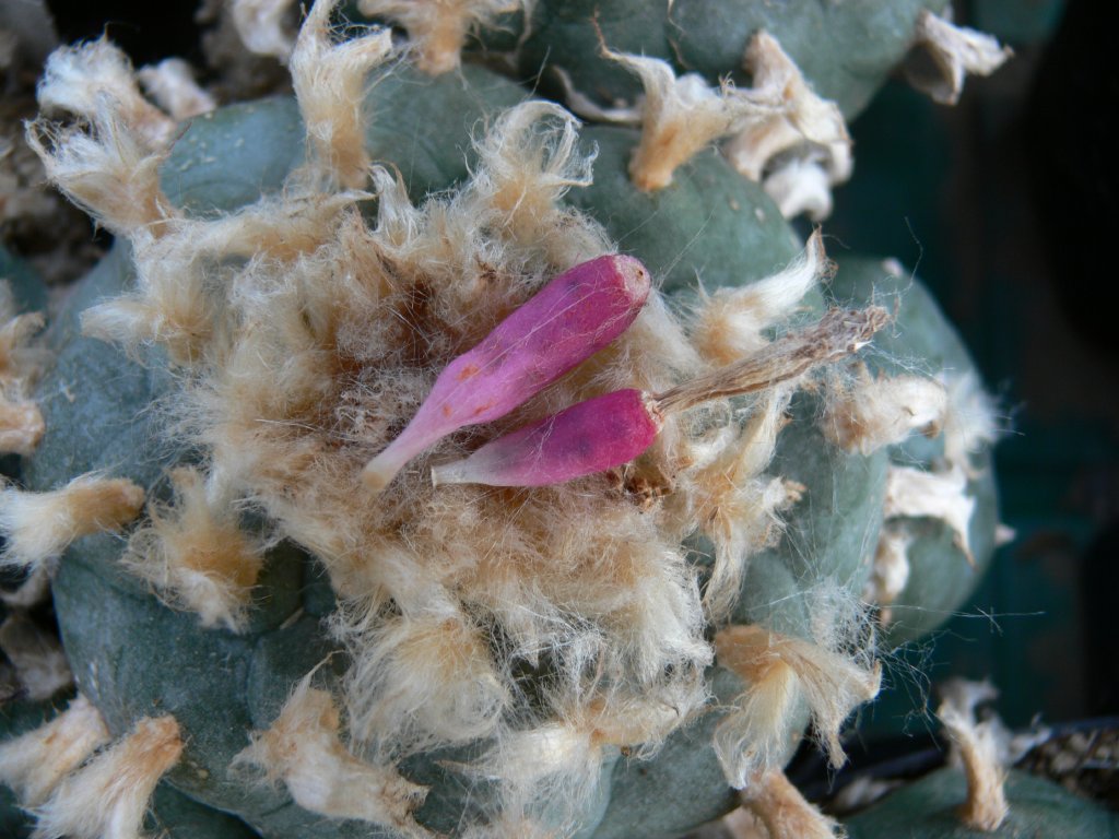 Lophophora texana – Bild 98